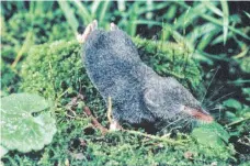  ?? FOTO: DPA ?? Auch die Alpenspitz­maus zählt zu den stark bedrohten Arten.