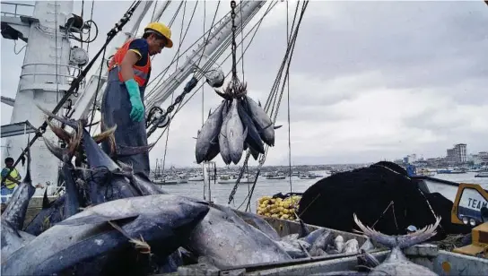  ?? ARCHIVO ?? kEcuador exporta al año $ 1.600 millones en diferentes productos pesqueros; de estos, el 85 % es atún. Una nueva normativa sumaría a esta oferta el calamar gigante.