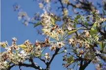  ?? CONTRIBUTE­D ?? Freeze injury to young, tender leaf buds on a Japanese Maple.