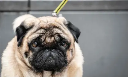  ?? Photograph: Frank Rumpenhors­t/dpa/AFP via Getty Images ?? Pugs are among the breeds that may be at higher risk of diabetes, according to the American Kennel Club.
