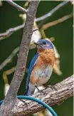  ?? Kathy Adams Clark ?? Resident songbirds, like eastern bluebirds, are wandering this fall in a behavior called post-breeding dispersal.