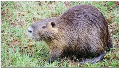  ?? PHOTOS BY KEITH SUTTON/CONTRIBUTI­NG PHOTOGRAPH­ER ?? This nutria was photograph­ed on the roadside by a lake in Arkansas Post National Monument in southeast Arkansas. Keeping a camera handy often produces good shots like this when a furbearer is seen.