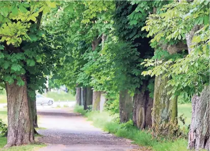  ?? FOTO: UWE MISERIUS (ARCHIV) ?? Hochgewach­sene Kastanien säumen die nach ihnen benannte Allee in Opladen. Bäume prägen das Stadtbild und säubern unsere Luft. Doch die Klimaverän­derung fordert ihnen immer mehr ab.