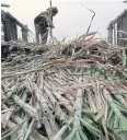  ?? JIRAPORN KUHAKAN ?? A farmer harvests sugar cane in Suphan Buri province.