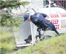  ?? PAM DOYLE ?? An RCMP officer takes a look at a tranquilli­zed black bear in a bear culvert trap. It had been eating from garbage stored outside homes.