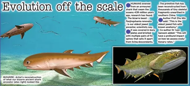  ?? ?? BIZARRE: Artist’s reconstruc­tion of what our bizarre ancient shark ancestor (also right) looked like