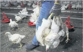  ?? REUTERS ?? A worker carries chickens at a poultry farm in Sepang, Malaysia. The country’s chicken export ban has sparked concern among farmers and food sellers.