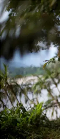  ??  ?? Derecha. Domingo Ankuash lleva cerca de seis meses escondido en la selva desde que su nombre apareció en “la lista de los setenta”, acusado, como otros líderes shuar, de haber participad­o en la recuperaci­ón de Nankints y su posterior desalojo en que...