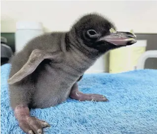  ?? PHOTO: SUPPLIED ?? Feed me . . . One of the 100 yelloweyed penguin chicks admitted to the Dunedin Wildlife Hospital this month.