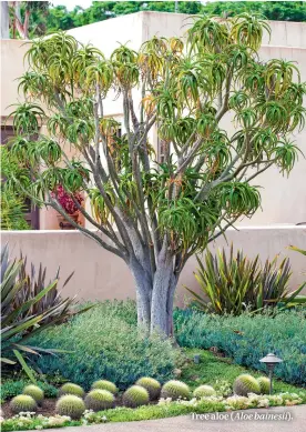  ??  ?? Tree aloe ( Aloe bainesii).