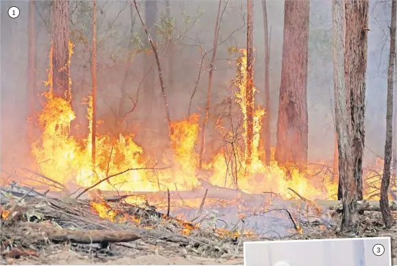  ?? Picture: AP ?? 1. Flames from a controlled fire burn up tree trunks as firefighte­rs work at building a containmen­t line at a wildfire near Bodalla, Australia on Sunday, January 12, 2020.