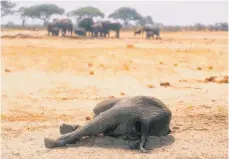  ?? FOTO: DPA ?? Zu den Todesursac­hen bei den Elefanten zählt auch extreme Dürre, wie etwa in Simbabwe, wo 2019 Hunderte Tiere verdurstet sind.