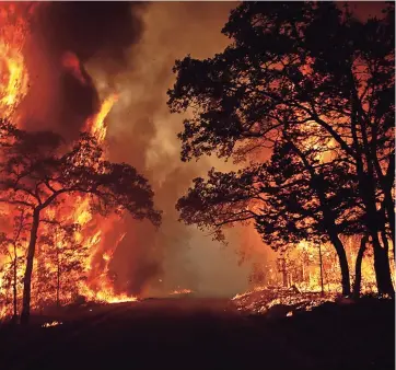  ??  ?? Los incenDios forestales afectan gravemente el ecosistema