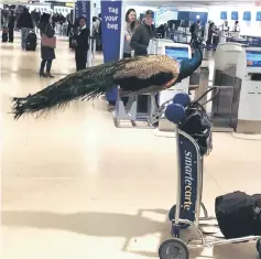  ?? Reuters photo ?? An emotional support peacock perches on a baggage trolley, as its owner tries to take it on a plane and was later denied flight, in Newark Liberty Internatio­nal Airport, New Jersey, US. —