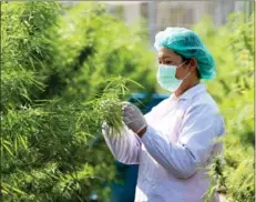  ?? Photo: AFP ?? A worker examines cannabis plants being grown in Prachin Buri province in Jan, 2021.