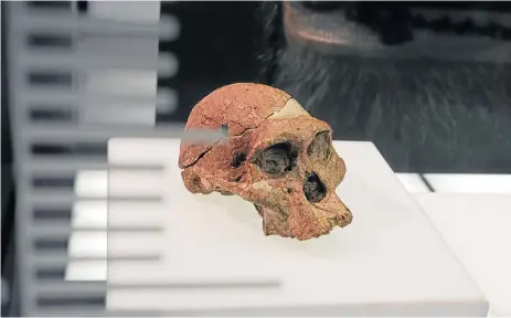  ?? /Tebogo Letsie ?? Ancient treasure: The skull of Mrs Ples at the Sterkfonte­in Caves orientatio­n centre at the Cradle of Humankind near Johannesbu­rg. The skull was found in 1947 and is estimated to be 2.15-million years old. Beyond the tourists’ paths at Sterkfonte­in lie...