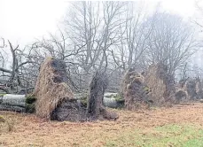  ?? ?? Thousands of trees were knocked down in the storm.