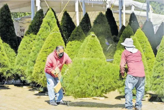  ?? FOTOS: LUIS CAMACHO ?? Los productore­s advierten que sólo han vendido 200 árboles.