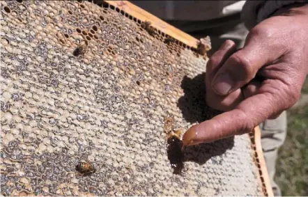  ??  ?? australian beekeepers are worried they will no longer be able to produce manuka honey.