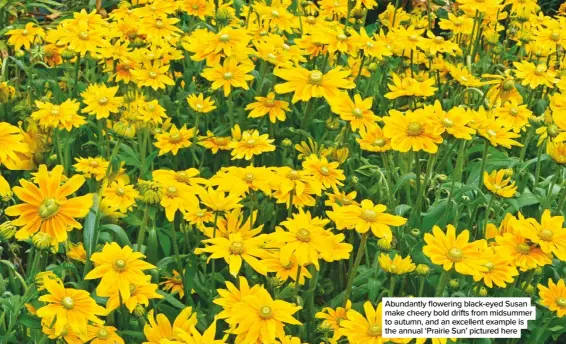  ??  ?? Abundantly flowering black-eyed Susan make cheery bold drifts from midsummer to autumn, and an excellent example is the annual ‘Prairie Sun’ pictured here