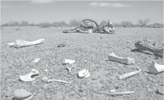  ?? CECILIA SAIJAS/EL SOL DE HERMOSILLO ?? Don Huicho sabe que su ganado acabará en un cementerio de vacas