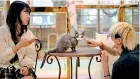  ?? ?? Customers play with a cat at the Eden Meerkat Friends animal cafe in Seoul
