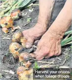  ??  ?? Harvest your onions when foliage droops