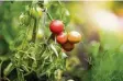  ?? Foto:Marcin Slodczyk, fotolia ?? Tomaten lassen sich auch auf Balkonen gut ziehen.