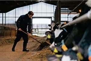  ?? FOTO: KLAUS-DIETMAR GABBERT ?? Der angehende Tierwirt Lukas Schmidt füttert die Kühe per Hand. Er lernt bei der RBB Rinderprod­uktion Berlin-Brandenbur­g.