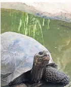  ?? FOTO: P. SCHRÖDER ?? Die Riesen-Schildkröt­en können bis zu 300 Kilogramm wiegen.