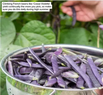  ??  ?? Climbing French beans like ‘Cosse Violette’ yield continuall­y the more you pick, so make sure you do this daily during high summer