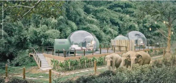  ??  ?? El Anantara Golden Triangle Elephant Camp & Resort reabrió sus puertas el 1.º de julio en Tailandia. Aquí, los huéspedes tendrán una oportunida­d única de pasar la noche en sus suites en plena selva rodeados de elefantes