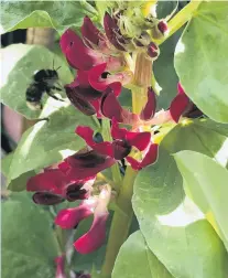  ?? PHOTOS: GILLIAN VINE ?? Southern choice . . . Redflowere­d broad bean Hughey is a heritage form selected by Denis Hughes, of Tapanui.