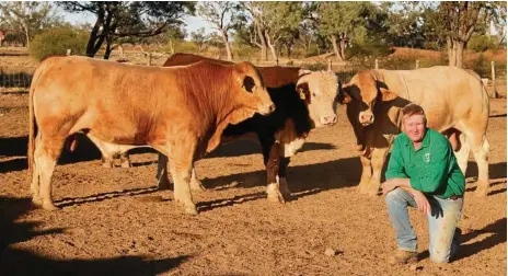  ??  ?? TOUGH CATTLE: Scott Bredhauer with a paddock of charbray and hereford bulls from Lambert Stud.