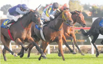  ?? Photo / Trish Dunell ?? Speedy Meady (centre) will contest the Dunstan Supporting NZ Racing (800m) at Pukekohe tomorrow.