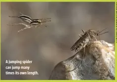  ??  ?? A jumping spider can jump many times its own length.