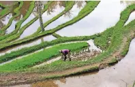  ??  ?? „Himmelslei­tern“nennen die Balinesen ihre Nassfeld-Terrassen, auf denen sie Reis anbauen.