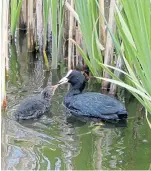  ??  ?? “This picture of a mother coot feeding her chick was taken at the South Inch pond in Perth,” says Arthur Bruce of Almondbank.