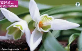  ??  ?? Galanthus nivalis