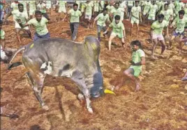  ?? PTI ?? Participan­ts try to tame a bull during Jallikattu in Palamedu on the outskirts of Madurai on Monday.