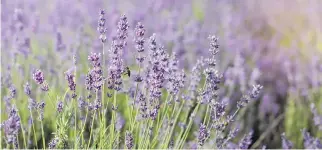  ?? GETTY IMAGES/ISTOCK PHOTO ?? A reader keeps small sponges in a container with lavender fabric softener and, when washing clothes, tosses in a sponge. The clothes then smell like lavender, which helps to repel mosquitoes.