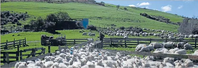  ?? Photo: FAIRFAX NZ ?? Looking ahead: Silver Fern Farms
expects farm gate prices for
the next 12 months to trade in a range of
$5.50 to $6.70/kg for lamb and $4.50 to $5.50/kg for beef.