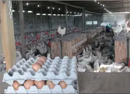  ??  ?? The South African poultry industry faces the threat of job losses as a result of a rise in imports of these products.