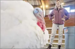  ?? AP PHOTO ?? Virginia Tech Poultry Science graduate student Mallory White watches over Drumstick, a National Thanksgivi­ng Turkey that was pardoned by President Donald Trump, at Gobblers Rest in Blacksburg, Va. Wednesday, Nov. 22 2017.