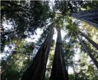  ?? NHAT V. MEYER/STAFF ?? Redwood trees tower over the Old Tree Trail at Portola Redwoods State Park in La Honda.