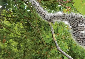  ?? Foto: Widemann ?? Mehrere Bäume rund um die Terrasse des Schützenhe­ims Harburg sind vom Eichenproz­essionsspi­nner befallen. Um auf Nummer sicher zu gehen, wurde deshalb das Sommerfest abgesagt.