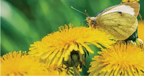  ?? Foto: Nicolas Armer, dpa ?? Löwenzahnw­iesen sind nicht nur Augenweide­n. Die Pflanze ist auch schmackhaf­t und gesund. Aus jungen Blättern lässt sich ein vitaminrei­cher Salat zubereiten, aus den Wur zeln Kaffee Ersatz machen.