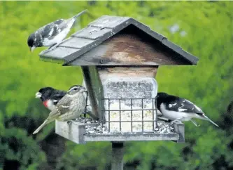  ?? DREW MONKMAN/SPECIAL ?? Several Rose-Breasted Grosbeaks land on Drew Monkman's backyard feeder in this 2007 photo.