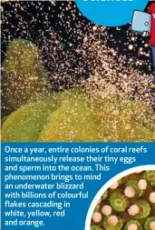  ??  ?? Once a year, entire colonies of coral reefs simultaneo­usly release their tiny eggs and sperm into the ocean. This phenomenon brings to mind an underwater blizzard with billions of colourful flakes cascading in white, yellow, red and orange.