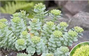  ?? PHOTOGRAPH­S COURTESY OF WIKIMEDIA COMMONS AND NCCIH ?? Best known for its claim as an adaptogen, rhodiola rosea promises a substance that helps the body adapt to stress.